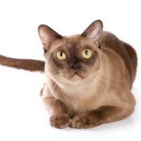 141390-425x283-Adult-Burmese-cat