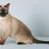 Tonkinese_3452259