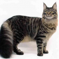 mainecoon