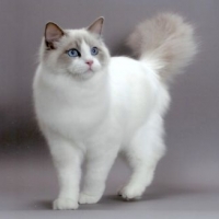 ragdoll