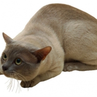 tonkinese