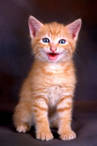 11324-laughing-cat