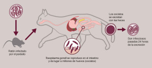 1_TOXOPLASMOSIS_CICLO