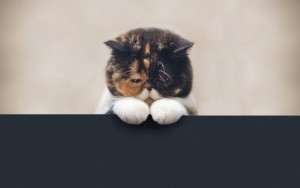 5673_Beautiful-big-fluffy-animal-sad-cat