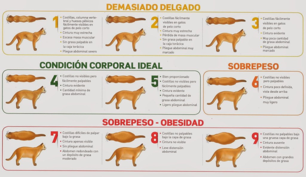 Condicion-corporal-gato