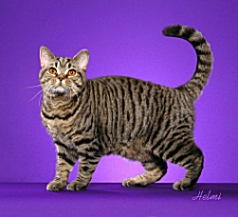 blackmactabby