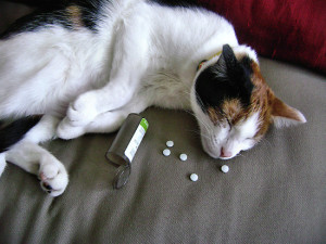 cat-pills