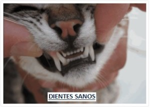 dientes 5