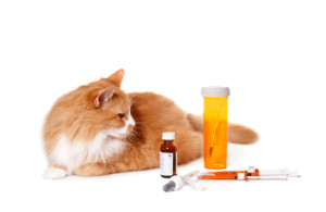 Cat Looking at Medication