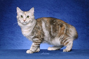 silverclassictorbie